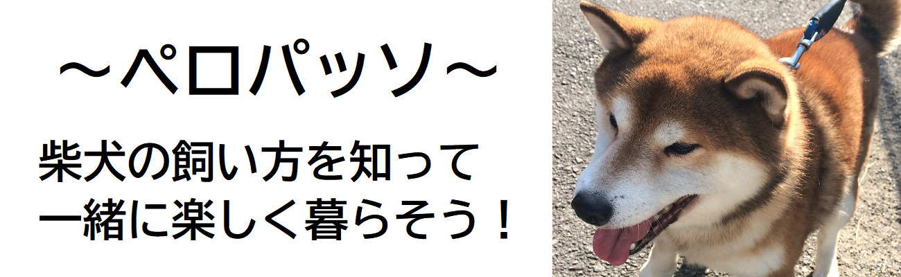 柴犬のキツネ顔の特徴は タヌキ顔との違いはどんなところ